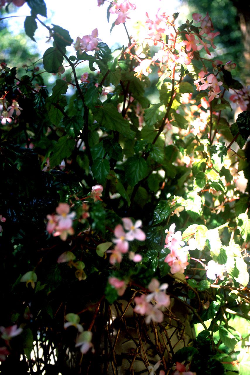 [NS Eyes] SF-No.099 Maya Akishiro 章代麻矢_第4张